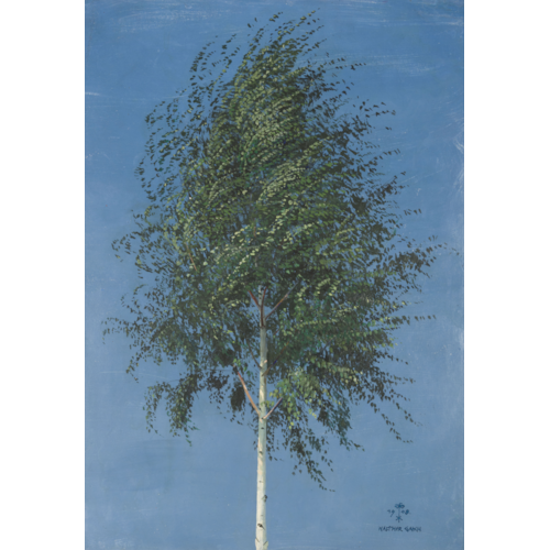 A Young Silver Birch Tree in Springtime